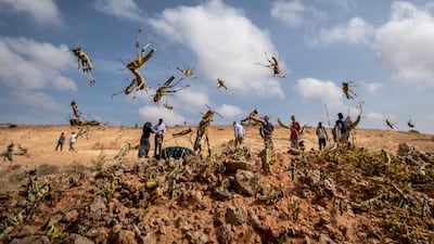 Young desert locusts that have not yet grown wings jump in the air in the semi-autonomous Puntland region of Somalia. AP