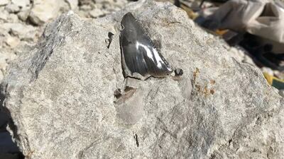 Remains of extinct marine animals ranging between 16 and 80 million years old were discovered in Saudi Arabia's Azlam Formation in the Tabuk region. Photo: @SgsOrgSa / Twitter