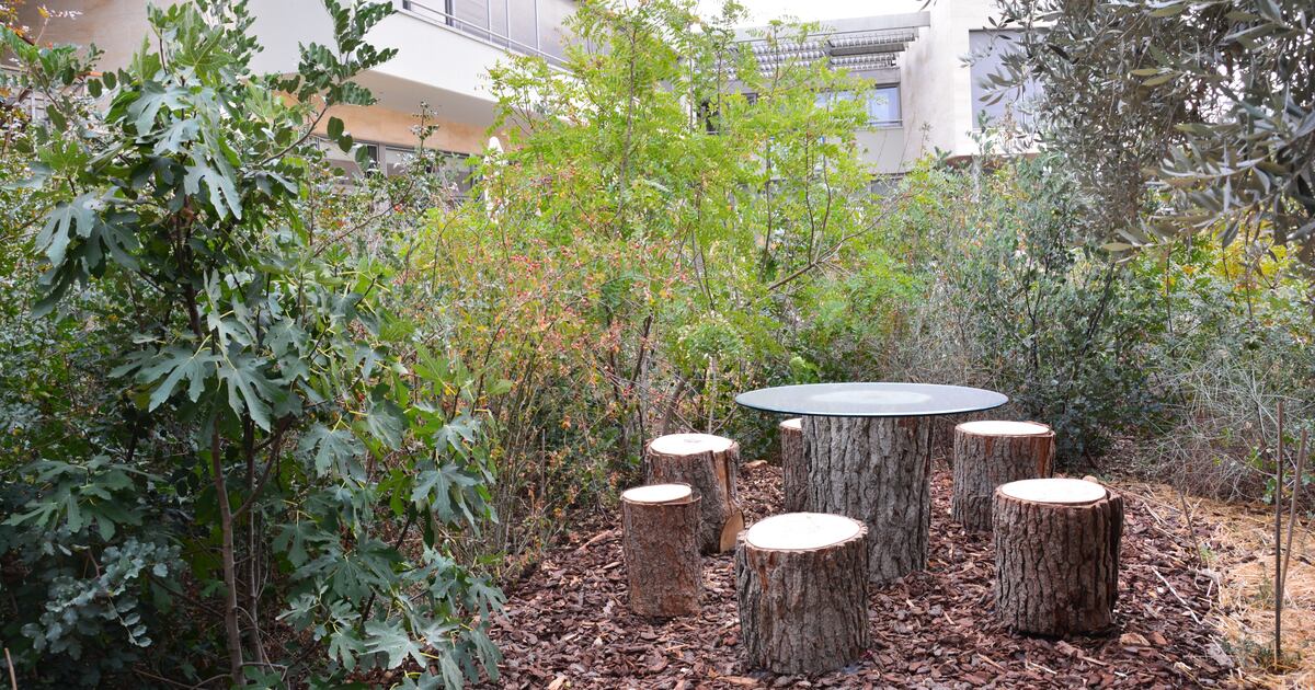 Micro Forests Examples How micro-forests are bringing nature back to Jordan's cities | The ...