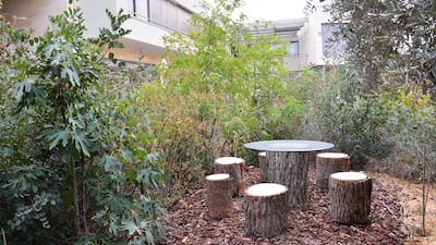 A three-year-old micro-forest at a private property in Amman. Photos: Marta Vidal