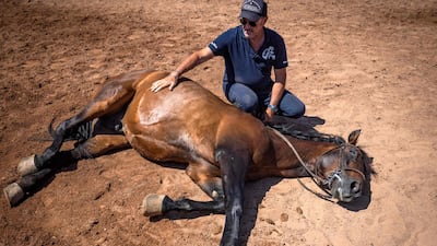 Joel Proust looks after one of his stallions during a training exercise. Morocco's dramatic deserts and palm-filled valleys have long catered for big-budget films needing Middle East locations. AFP
