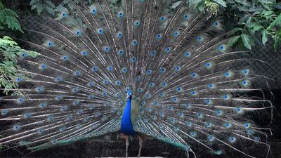 A peacock spreads its wings as it dances at Assam State Zoo & Botanical Garden in Guwahati, India. Anuwar Ali Hazarika / Barcroft Images / Barcroft Media via Getty Images