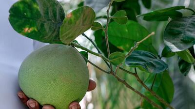 Learn more about local plants and crops such as sweet lemons. Victor Besa / The National