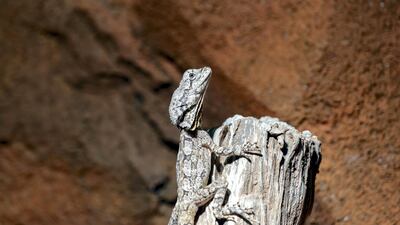 The frilled lizard in The Walkabout at The Green Planet, Dubai. Chris Whiteoak / The National