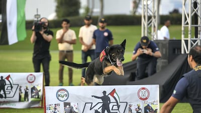 Abu Dhabi Police dogs are put through their paces during a demonstration.