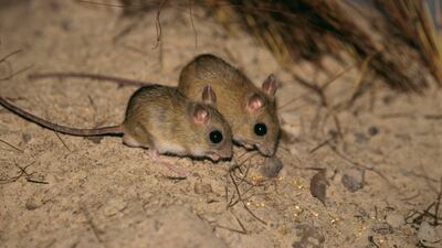 Northern hopping mouse or Notomys aquilo. Getty Images