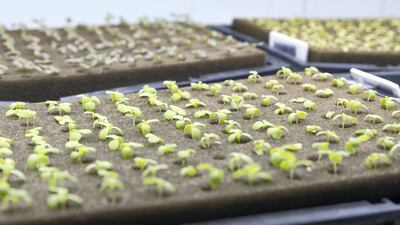 A vertical farm in the UAE which produces fresh batches of crops every two weeks. Vertical farms and artifical, lab-grown meat cab reduce some of the strain on the environment caused by food production. Antonie Robertson / The National