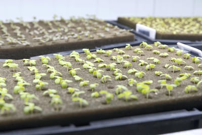A vertical farm in the UAE which produces fresh batches of crops every two weeks. Vertical farms and artifical, lab-grown meat cab reduce some of the strain on the environment caused by food production. Antonie Robertson / The National