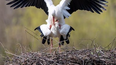 A couple of white storks mate in their nest in Linkenheim, Germany. EPA