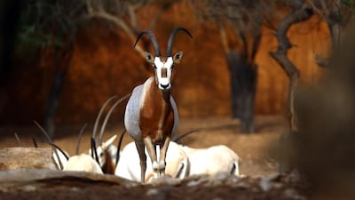 The “beloved” scimitar-horned oryx at the Al Ain Wildlife Park and Resort. Satish Kumar / The National