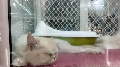 Caged cat for sale at the Sharjah Birds and Animals market. Chris Whiteoak / The National