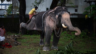 A mahout (an elephant trainer) mounts an elephant to decorate it for the Athachamayam procession in Kochi. AP