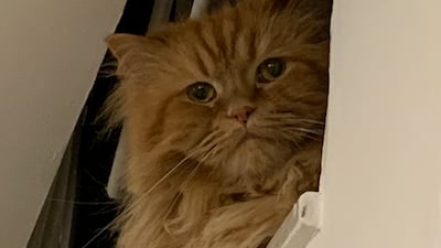 Amy peeks out from over the staircase.