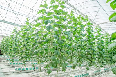 Hydroponic farming. Photo: Agrico