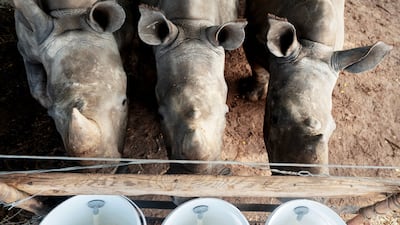 A hotspot for poaching, South Africa is home to nearly 80 per cent of the world's rhinos. AFP