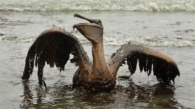 2010: The 2010 BP oil spill remains the largest marine oil spill in history. High-pressure gas ignited as it rose to the drilling rig, causing an explosion and the sinking of the Deepwater Horizon rig. Subsequently, oil began to leak from the site and wreaked havoc on the surrounding wildlife. This photo by Charlie Riedel of a pelican attempting to raise its oil-drenched wings was one of the few that documented the spill’s impact on birds, and it served as proof of the wide-ranging damage that the disaster had caused. AP