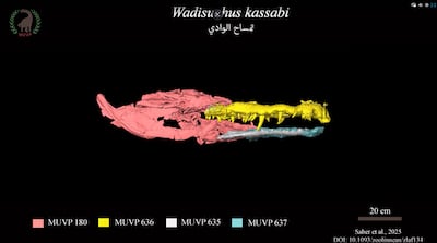 A 3D composite skull model of Wadisuchus kassabi. Photo: Belal Salem and Joseph Georanke, Mansoura University Vertebrate Paleontology Centre.