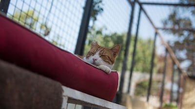 Many of the animals roam freely around the complex. EPA