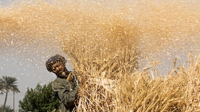 An Egyptian farmer harvests wheat in Bamha village, near Al Ayyat town in Giza province, about 60km south of Cairo. AFP
