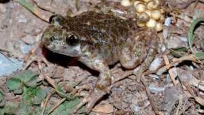 The Austrian biologist Paul Kammerer's experiments with the midwife toad were widely dismissed by the scientific community as fraudulent.