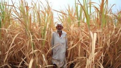 Bhagwan Shinde was unable to keep his four-acre plantation alive after authorities banned the local reservoir from being used for irrigation five months ago because of the drought. Subhash Sharma for The National