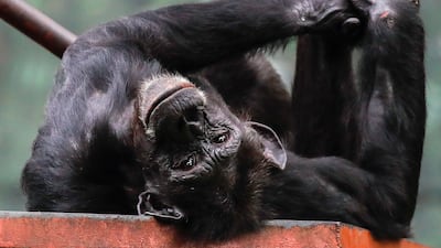 Data collected from more than 800 chimpanzees taken from the wild could support efforts to stop illegal traffickers. EPA