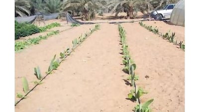 Introduction of non-native species like the prickly pear, above, might solve one problem but create others, a reader warns. (Courtesy Ministry of Environment and Water)