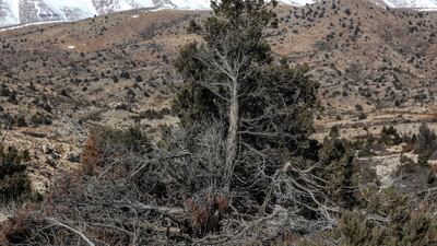 An economic meltdown in late 2019 has left many people without incomes or winter heating. Forest rangers are severely underfunded.