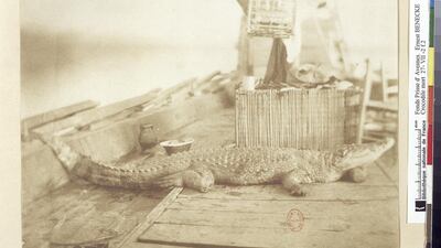 Dead crocodile on a boat on the Nile, Egypt, 1852. Photo: Bibliothèque nationale de France, Paris