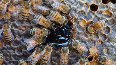 Part of the Beehome project, the hives are decked out with artificial intelligence systems. AFP