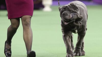 A Neapolitan mastiff competes in the working group during the Westminster Kennel Club dog show. Matisse, a Portuguese water dog, won the group. John Minchillo/AP photo