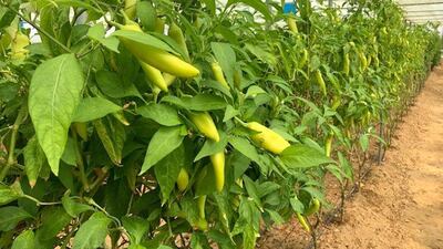 All the pepper and chilli varieties are heirloom at Greenheart Organic Farms. Courtesy Rebecca Holland