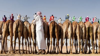 A handler prepares a camel to race during the Liwa 2019 Moreeb Dune Festival in the Liwa desert. AFP