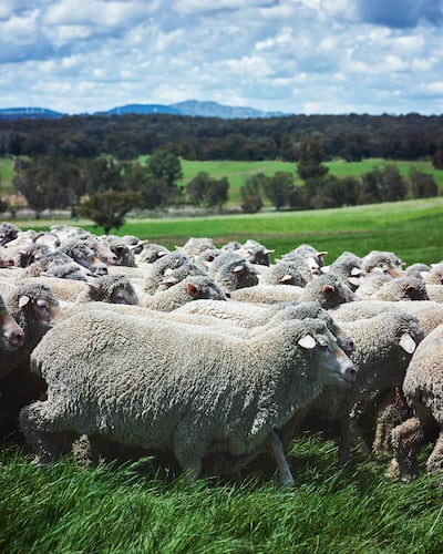Gift of kings wool is derived from Merino sheep. Photo: Loro Piana