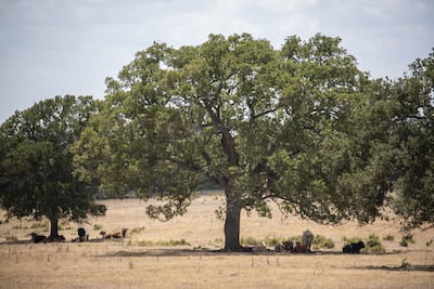 Cows shelter in the shade of trees during a heatwave. The Middle East and North Africa region has been heating up at twice the global average for the past four decades, and is projected to be 4°C warmer by 2050. Bloomberg