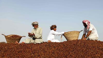 Omanis collect dried Mabsali dates in Bidiyya, 220 kilometres east of the capital, Muscat. All photos: AFP