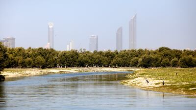 Mangroves are some of the UAE's most precious areas. Fatima Al Marzooqi /The National
