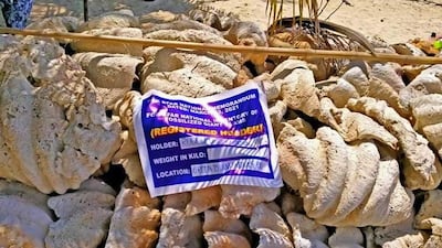 Giant clam shells, locally known as "Taklobo," are confiscated by the Philippine Coast Guard (PCG) after a raid at Sitio Green Island, Roxas, Palawan province, Philippines. According to PCG Palawan Commander commodore Genito Basilio, the incident is considered the biggest giant clam shell haul in the province to date. EPA