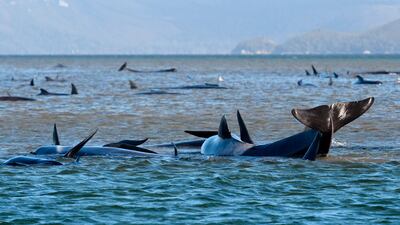 Pilot whales lie stranded on a sand bar near Strahan, Australia. AP