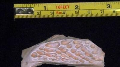 A piece of crocodile skull discovered at the site near the Ruwais oil refinery. It and other fossils found during work on the national railway are thought to be up to 8 million years old. Courtesy Abu Dhabi Tourism and Culture Authority