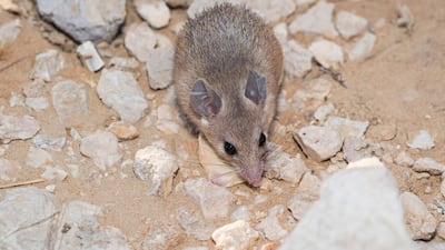 Egyptian spiny mouse, caught as part of conservation survey work in Jabal Nazwa. Discovery