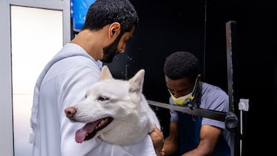 Luna at the grooming area.