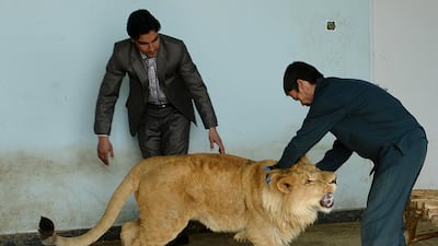 Afghan zookeeper Qurban Ali (R), 40, plays with male lion Marjan at Kabul Zoo. Shah Marai / AFP