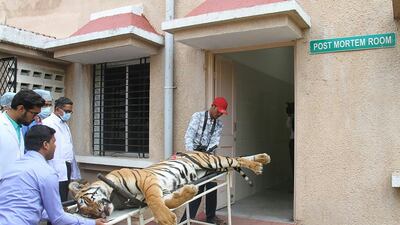 The body of the man-eating tigress named T1 being taken into a post mortem room in the Indian state of Maharashtra in 2018. AFP