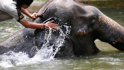 An elephant takes a cooling bath in a pool with its zoo keeper during a hot day at the Dusit Zoo in Bangkok. Narong Sangnak / EPA