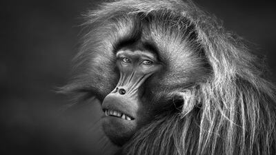 My Copyright by Patrice Quillard has been selected as the absolute winner at the Black and White Photo Awards 2023. All photos: Black and White Photo Awards