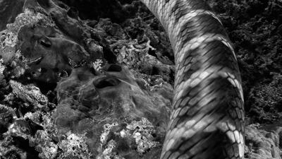 Fauna and flora golden mention: Chinese Sea Snake by Lars Oliver Michaelis