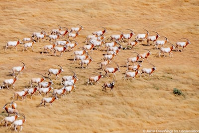 The EAD plans to send another 25 oryxes in February and all of the animals will be released into the wild. Photo: Environment Agency – Abu Dhabi