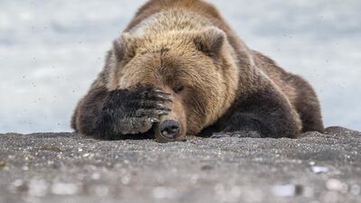 A young brown bear is caught facepalming in Alaska. Eric Fisher / The Comedy Wildlife Photography Awards 2019