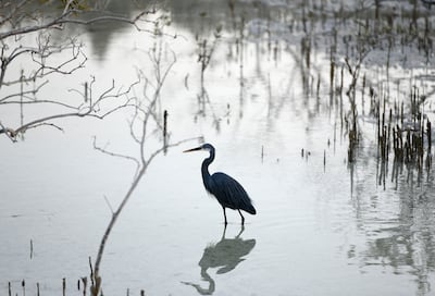 A western reef heron at Jubail Mangrove Park in Abu Dhabi. Khushnum Bhandari / The National